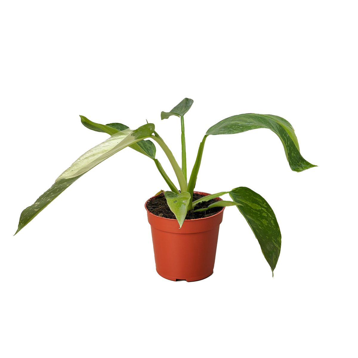 jose bueno philodendron Philodendron Jose Bueno — house-plant-west