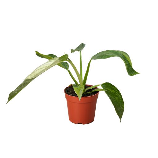 philodendron imbe common name Philodendron Jose Bueno — house-plant-west