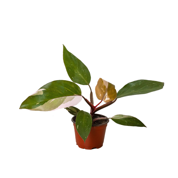 Philodendron 'Pink Princess'