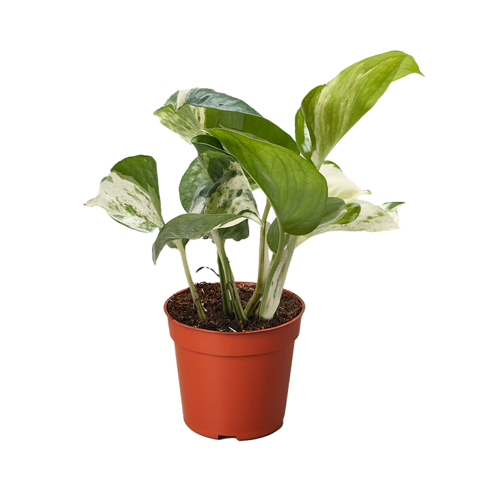 Pothos 'Manjula'