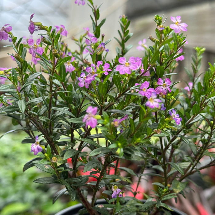  Cuphea Floriglory