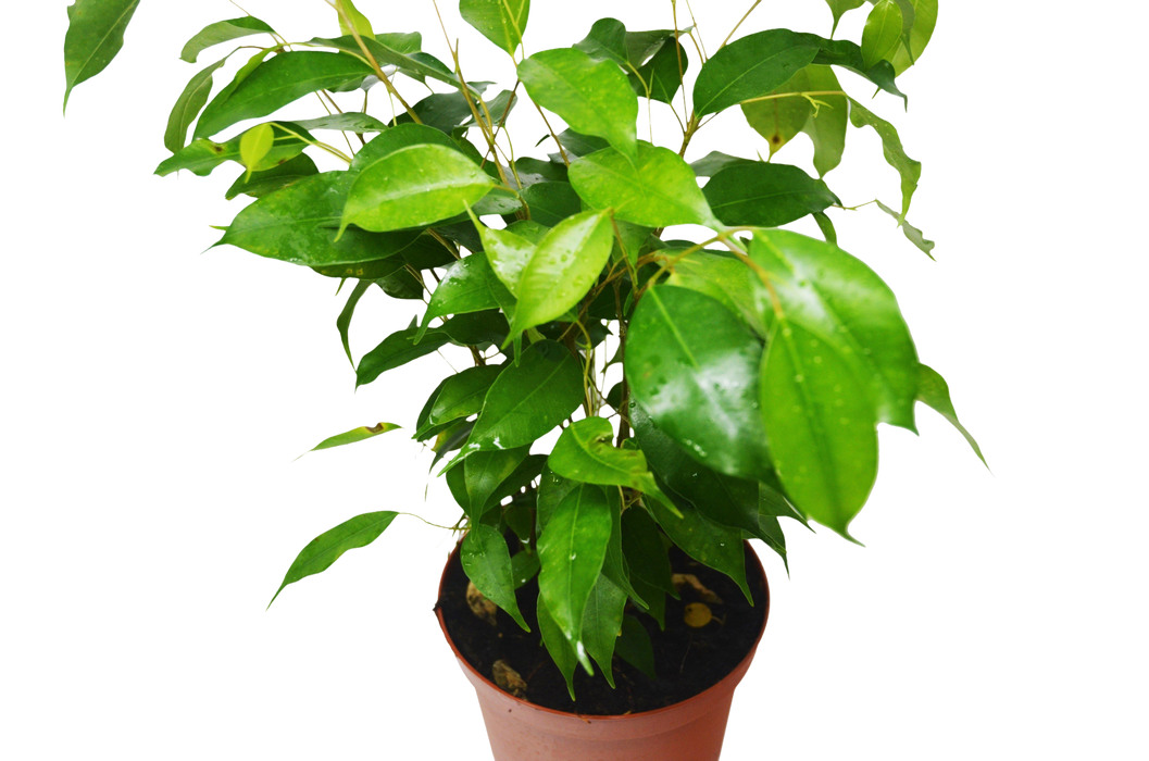 Ficus 'Benjamina' - 4" Pot