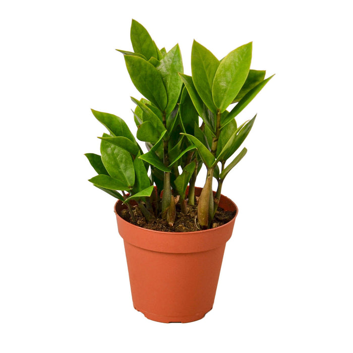 bulk house plants for sale Pre-Pack #4