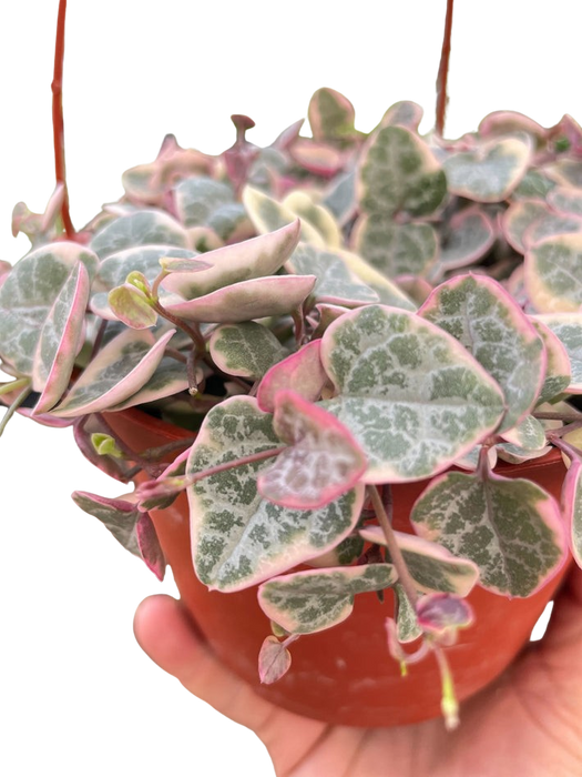 String of Hearts Variegated