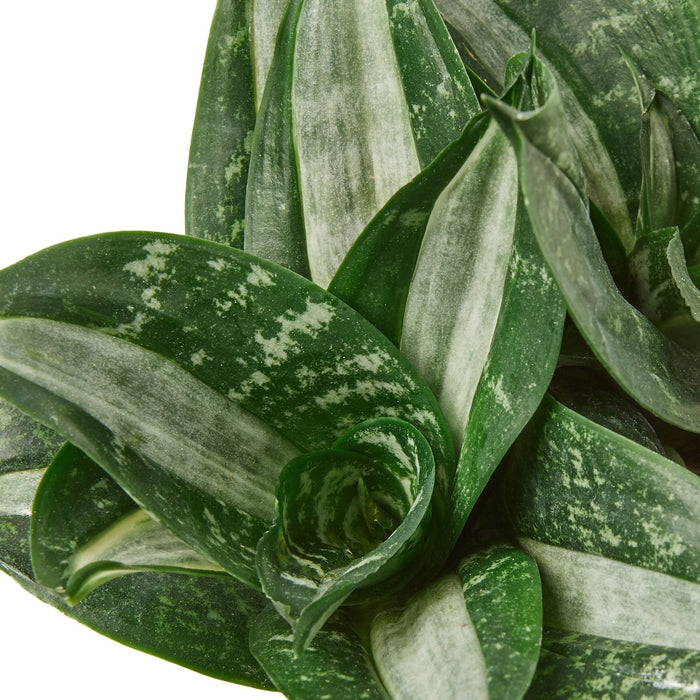 sansevieria hahnii silver streak Snake Plant Silver Streak | Indoor Plant | Tropical Plant