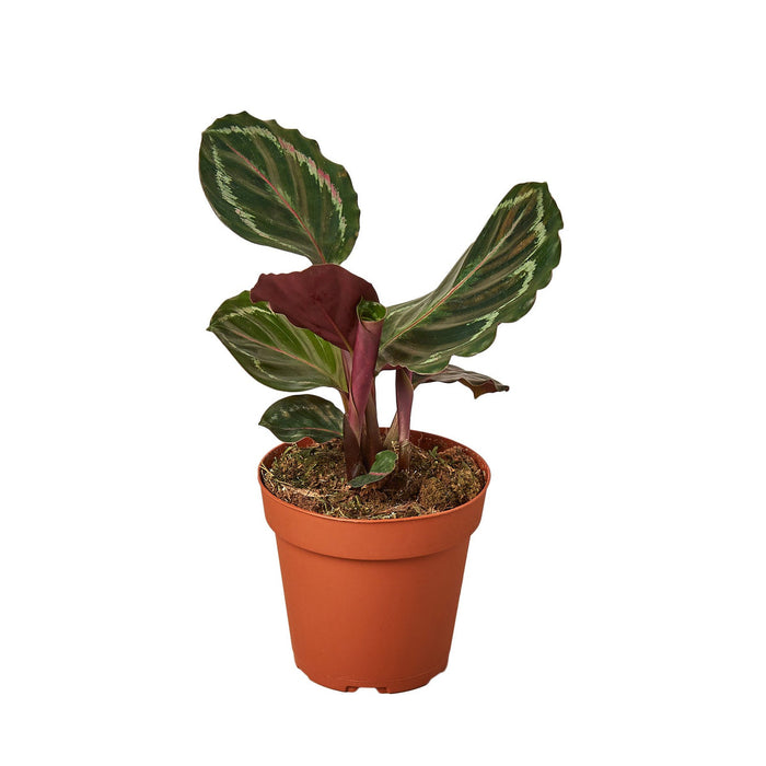 wholesale house plants online Pre-Pack #4