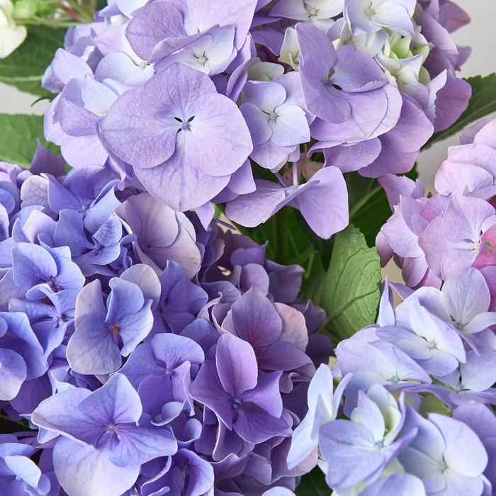 Purple Hydrangea