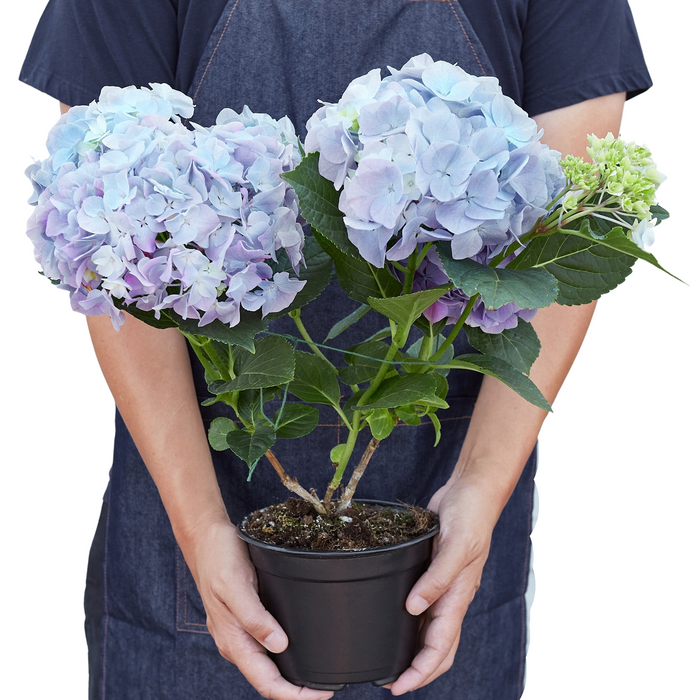 Purple Hydrangea