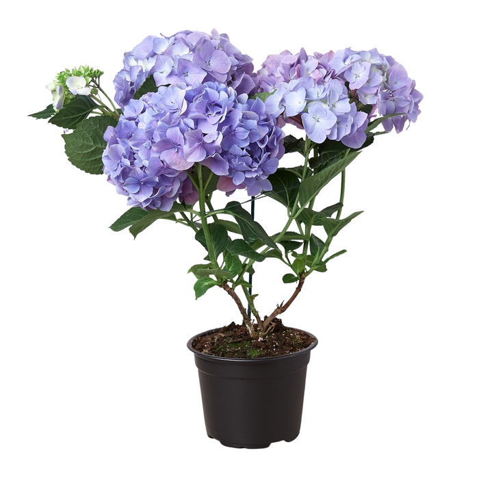 Purple Hydrangea