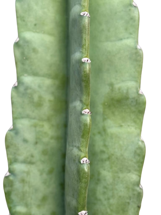 Cactus Cereus Peruvianus - 3 FT