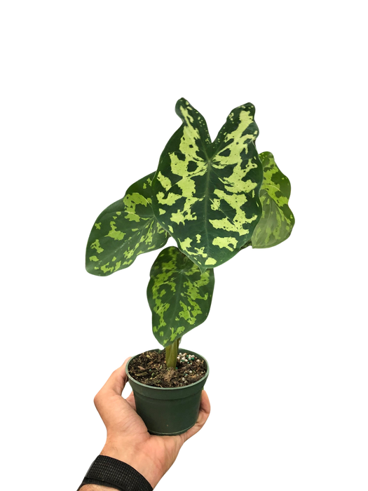 Alocasia 'Hilo Beauty'