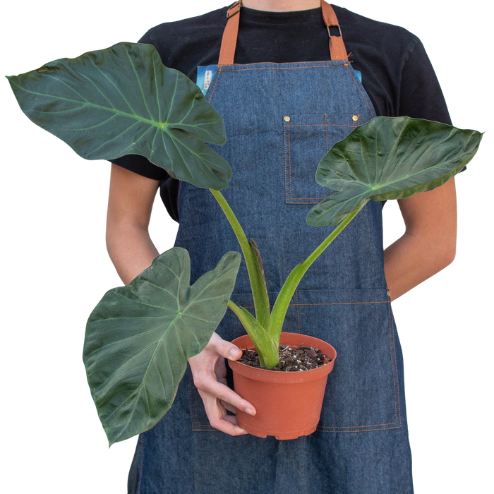 Alocasia 'Regal Shield'