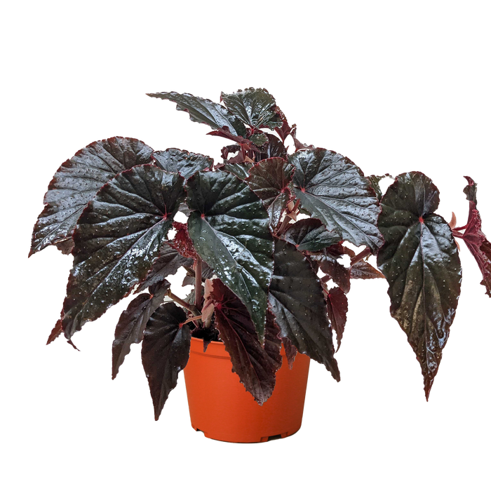 Begonia 'Black Magic'