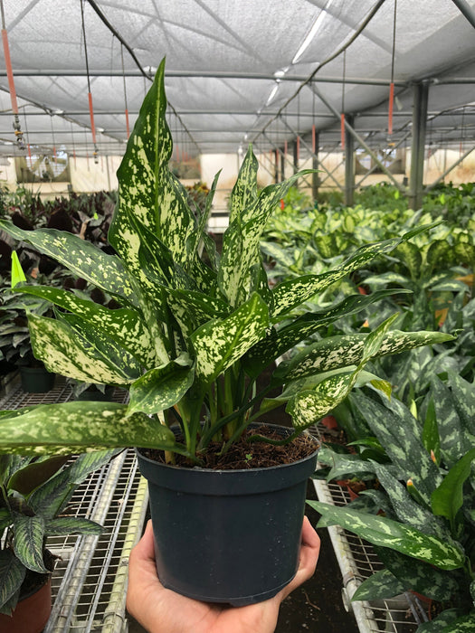 Chinese Evergreen 'First Diamond' Plant