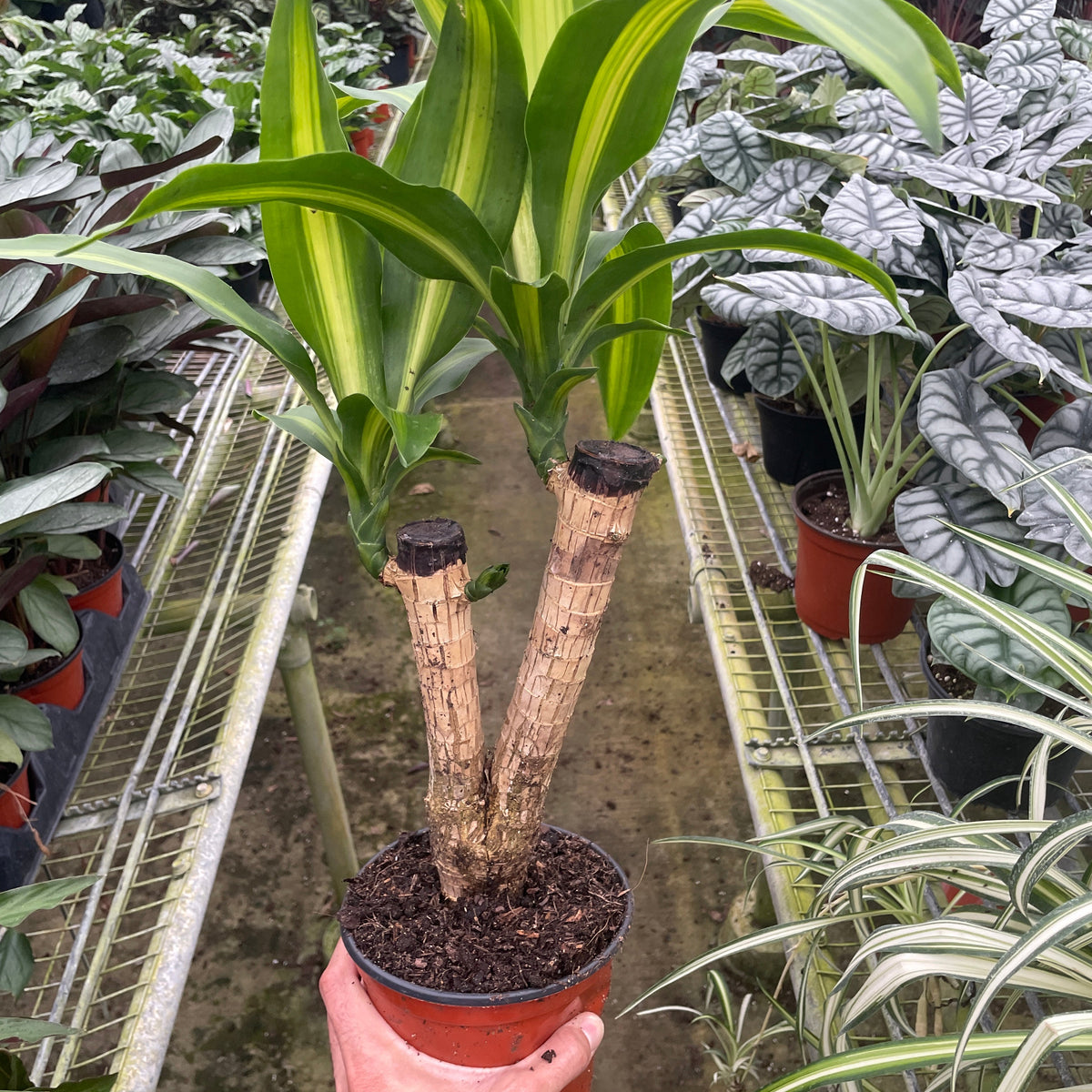dracaena massangeana common name Dracaena Massangeana