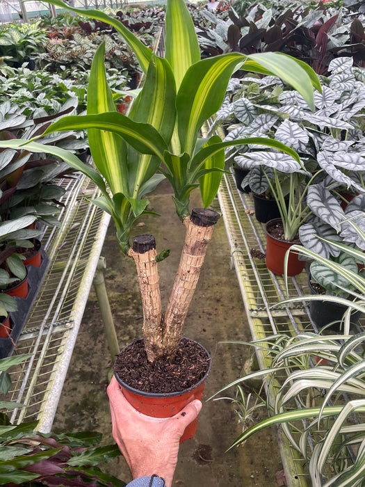 dracaena massangeana plant Dracaena Massangeana
