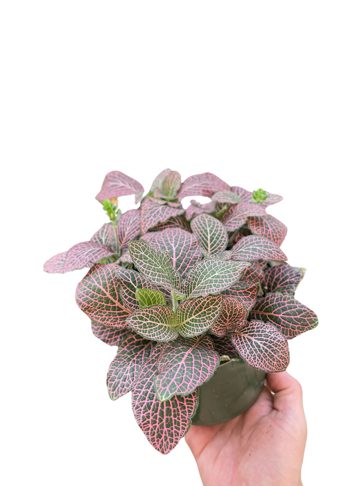 Fittonia 'Pink' - 6" Pot