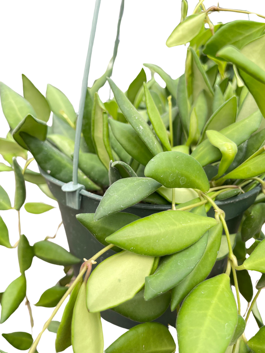 Hoya 'Burtoniae'