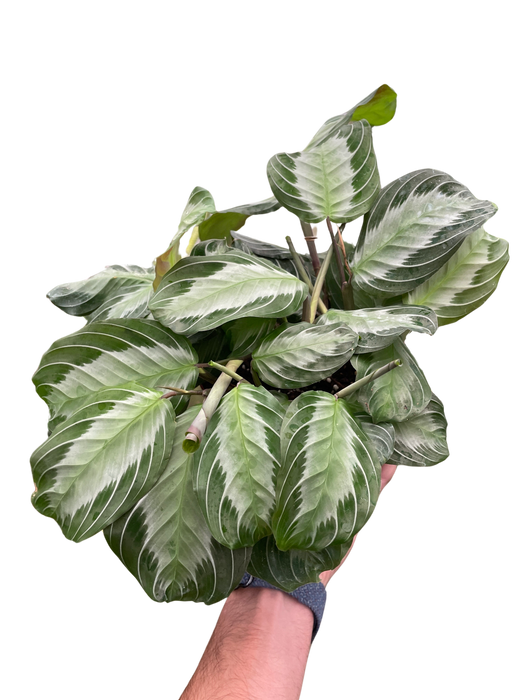 Maranta 'Silver Band'