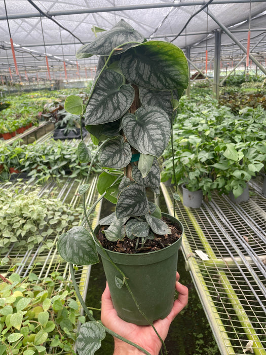 Monstera 'Dubia' (Shingle Plant)