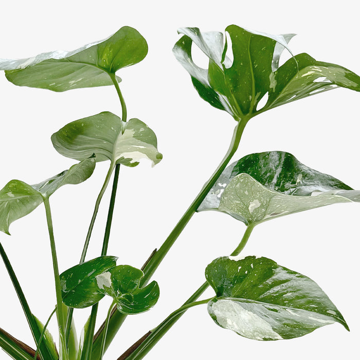 monstera thai constellation wholesale Monstera 'Thai Constellation' | Indoor Plant | Tropical Plant