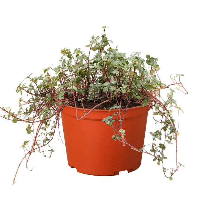 Nettle 'Silver Sparkle'