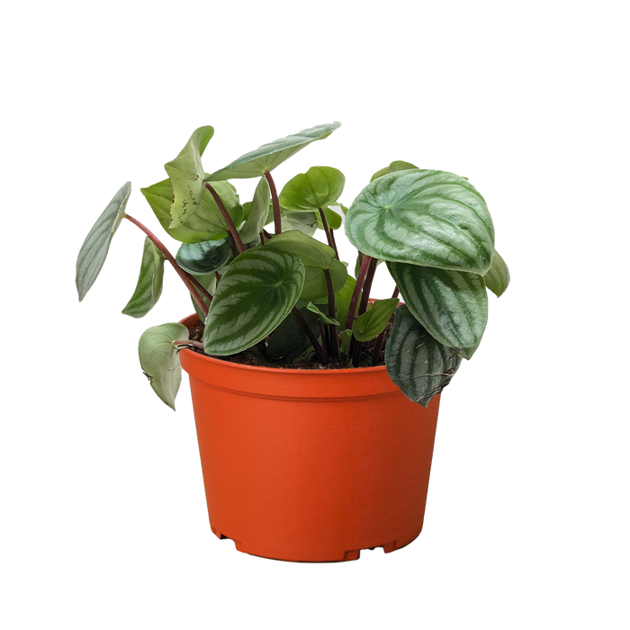 Peperomia Watermelon