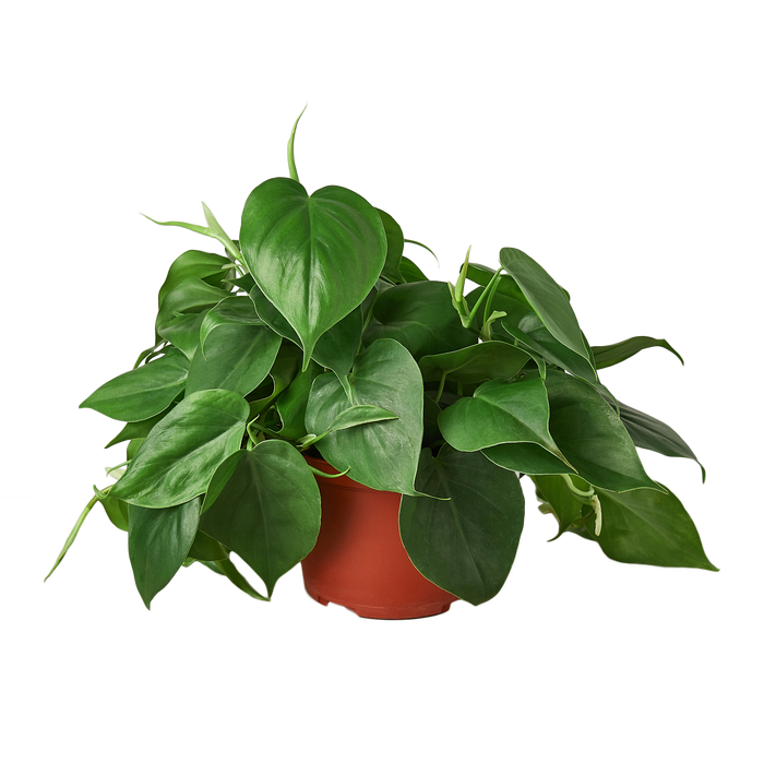 Philodendron Cordatum 'Heartleaf'