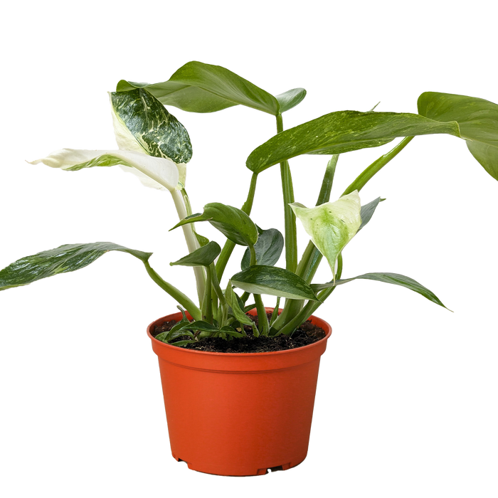 philodendron jose buono scientific name Philodendron Jose Bueno — house-plant-west