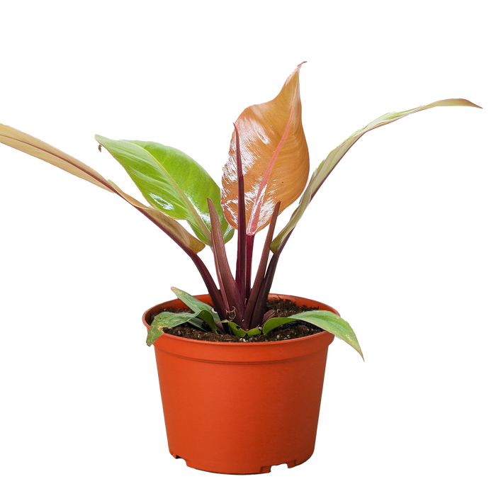 Philodendron 'Prince of Orange'