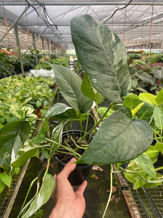 Pothos 'Albo Variegata'