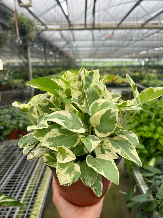 Pothos 'N'joy'