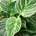 Philodendron 'Birkin' - House Plant Shop