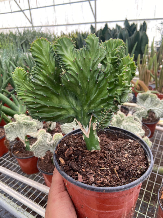 Succulent Euphorbia Lactea 'Mermaid Tail'