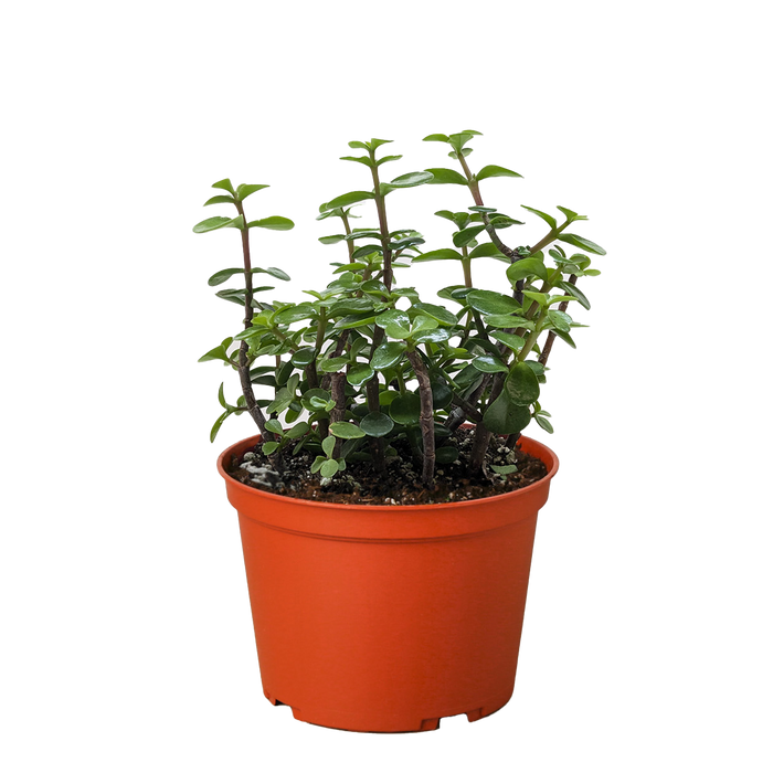 Succulent 'Elephant Bush'