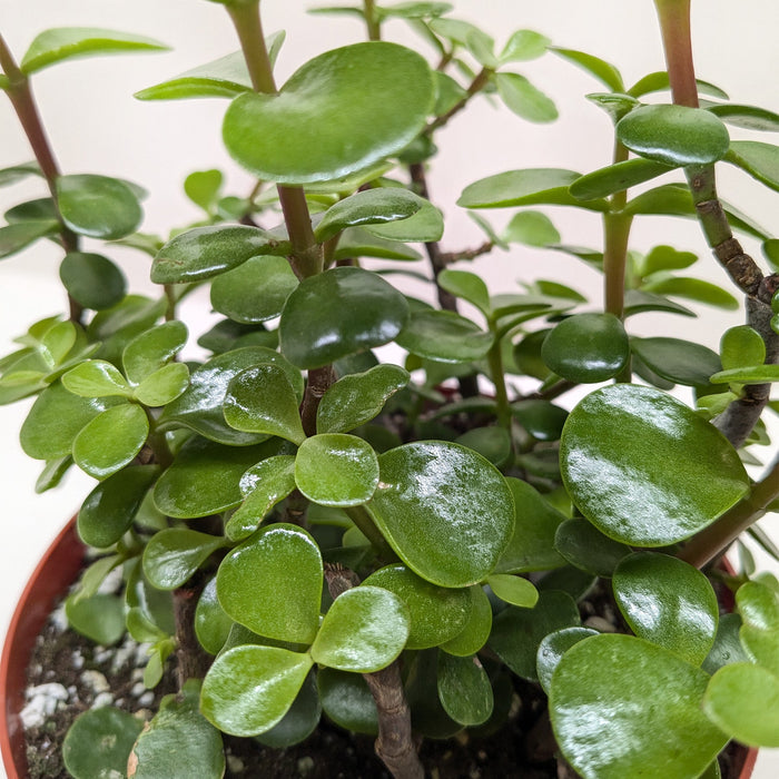 Succulent 'Elephant Bush'