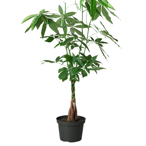 Money Tree 'Guiana Chestnut' Pachira Braid