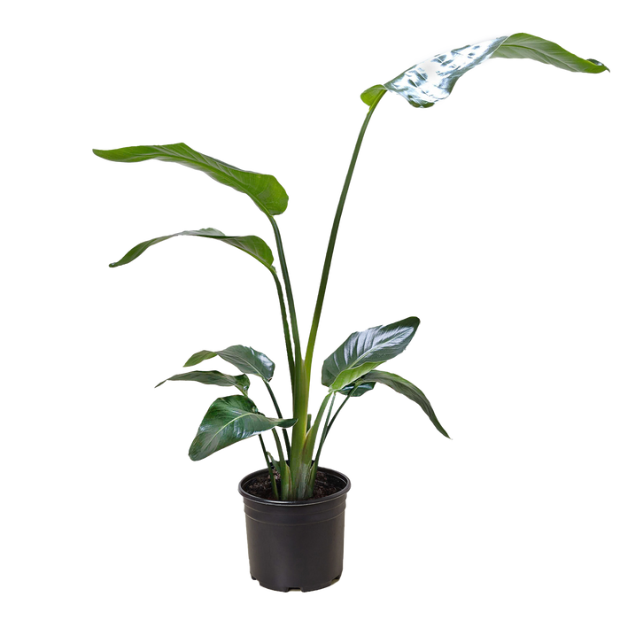 White Bird of Paradise 'Strelitzia Nicolai'