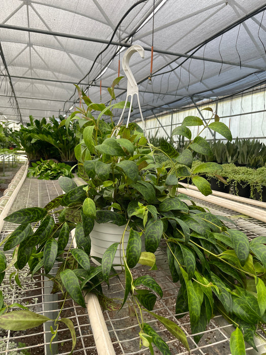 Lipstick Black Pagoda