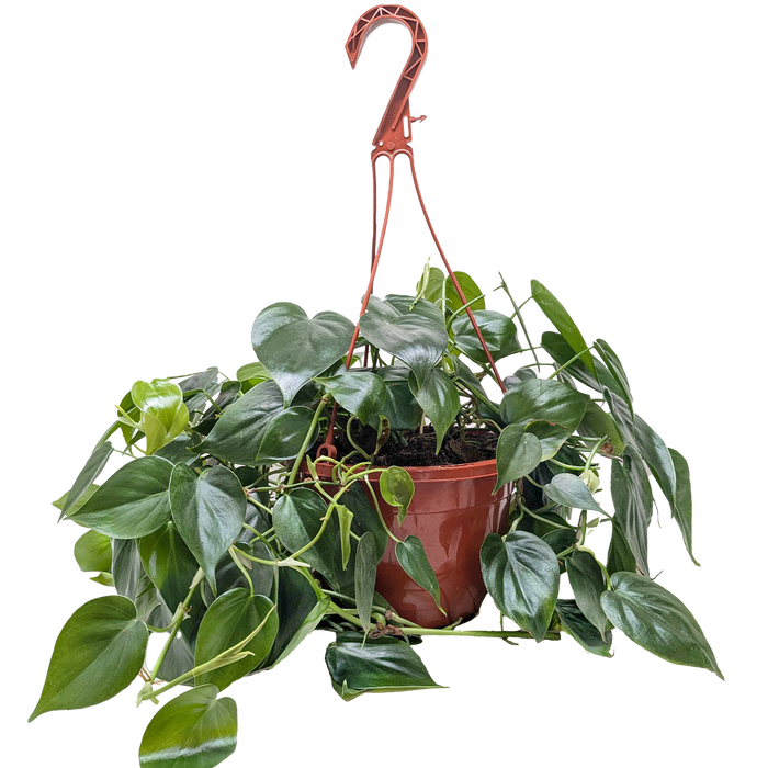 Philodendron Cordatum 'Heartleaf'