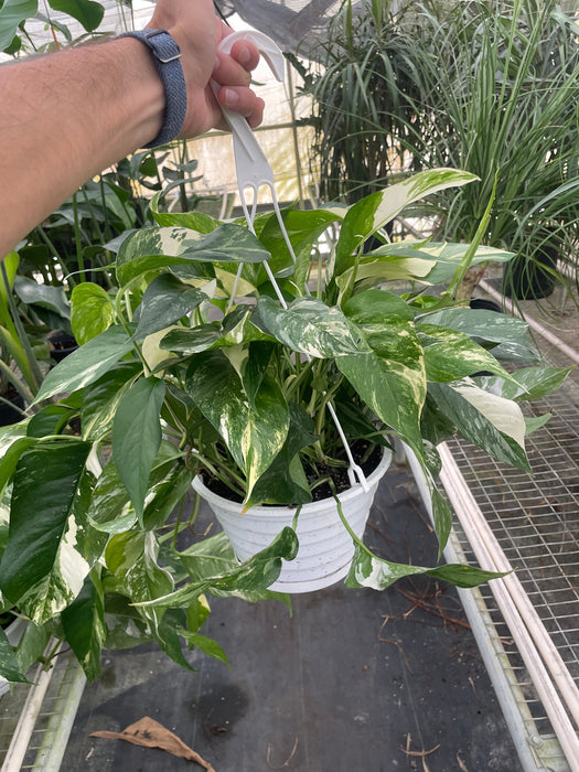 Pothos 'Albo Variegata'