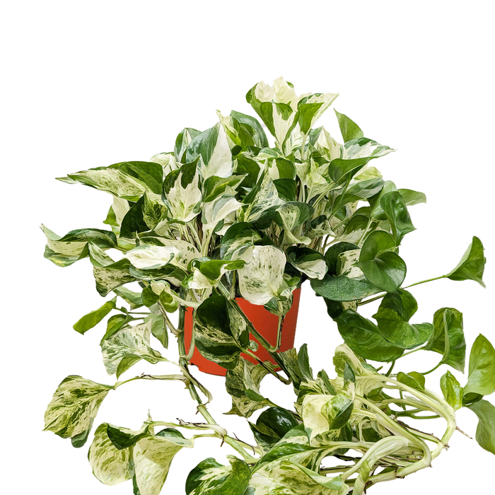 Pothos 'Manjula'
