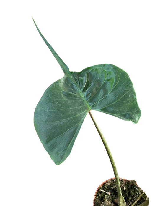 Alocasia macrorrhizos 'Stingray'
