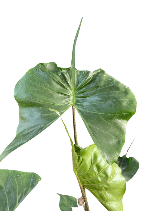 Alocasia macrorrhizos 'Stingray'