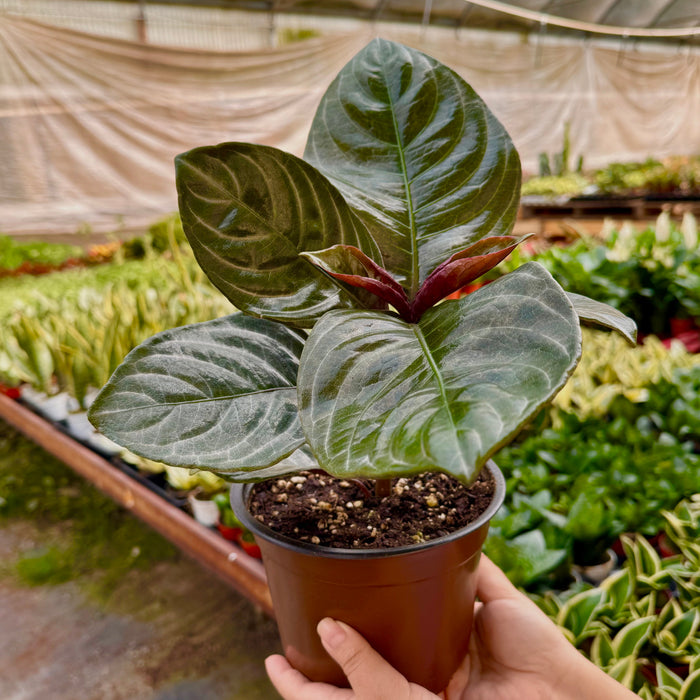 Aphelandra 'Nova Fuego'