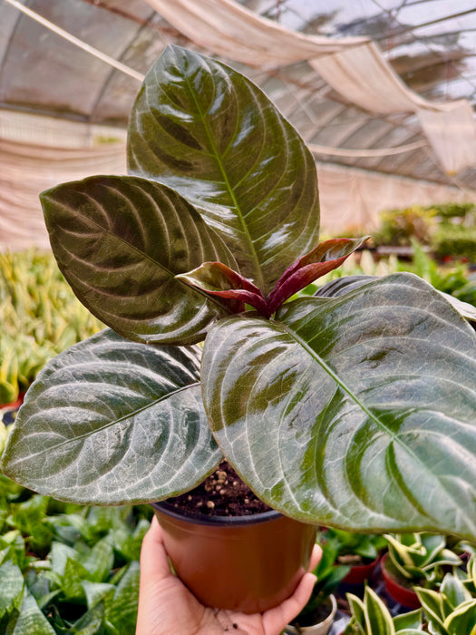 Aphelandra 'Nova Fuego'