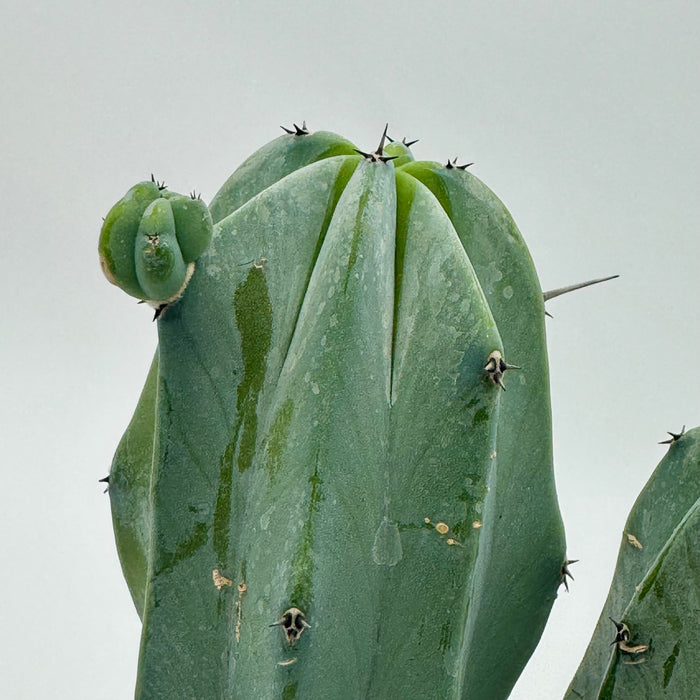 'Blue Candle' Cactus