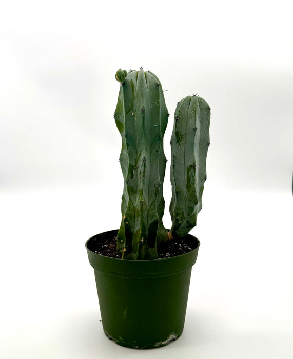 'Blue Candle' Cactus