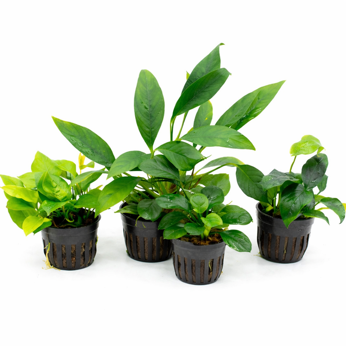 Anubias Aquatic Plant Variety Pack