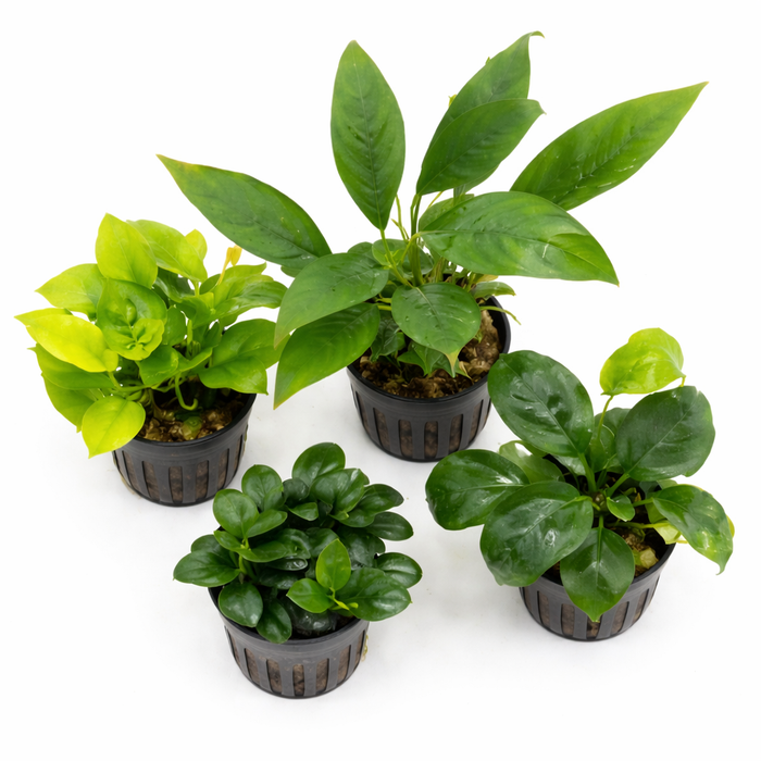 Anubias Aquatic Plant Variety Pack